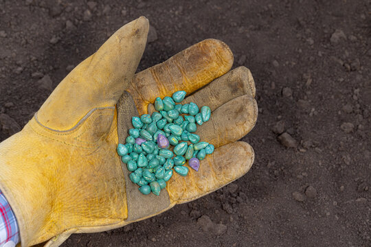 Farmer holding treated corn seed in hand. Corn seed treatment for insect, pest control and disease management concept