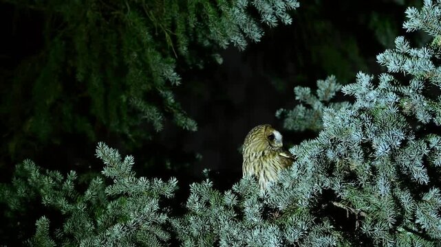 Tawny owl (Strix aluco) perched on a tree in the wild at night. Wildlife scene with nocturnal bird in natural habitat, slow motion video.
