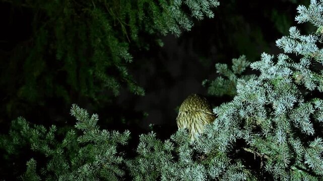 Tawny owl (Strix aluco) perched on a tree in the wild at night. Wildlife scene with nocturnal bird in natural habitat, slow motion city park.
