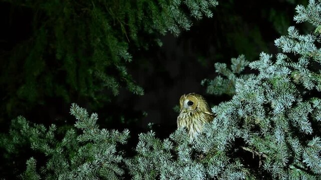 Tawny owl (Strix aluco) perched on a tree in the wild at night. Wildlife scene with nocturnal bird in natural habitat, slow motion video.