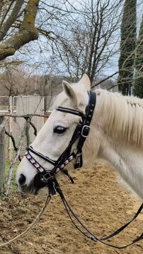 Un cheval blanc mange dans la main d&rsquo;une personne.
