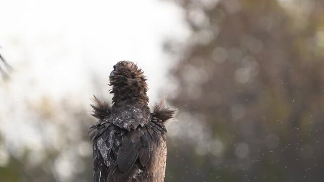Cinereous vulture (Aegypius monachus) standing in its natural habitat while a raven (Corvus corax) flies behind carrying meat in its beak. Slow motion wildlife footage capturing scavenger behavior, in