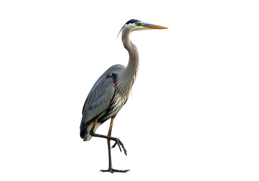 Graceful heron standing tall in natural pose with elegant feathers and long beak