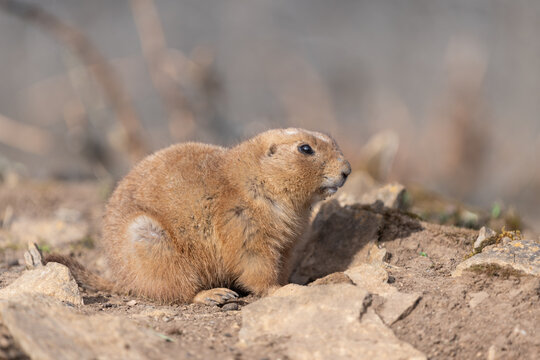 Portrait of a groundhog (marmota monax)