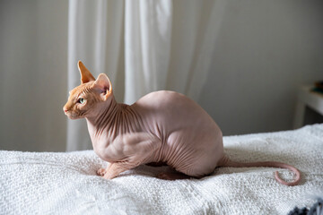 Profile of a Sphynx cat sitting alert on a bed with a knitted blanket © elenarostunova
