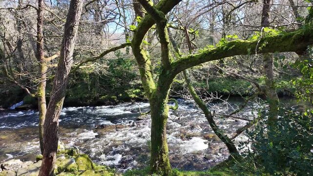 Newbridge Dartmoor Devon England UK. 21.03.2026. Video. The River Dart flowing fast between Poundsgate and Holne Green on Dartmoor south Devon in springtime.