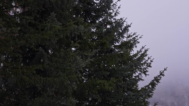 Soft snowfall drifts through a large spruce near a wooden chalet in the Alpine mountains, with a misty sky and faint slope in daytime, rendered in cool muted tones.