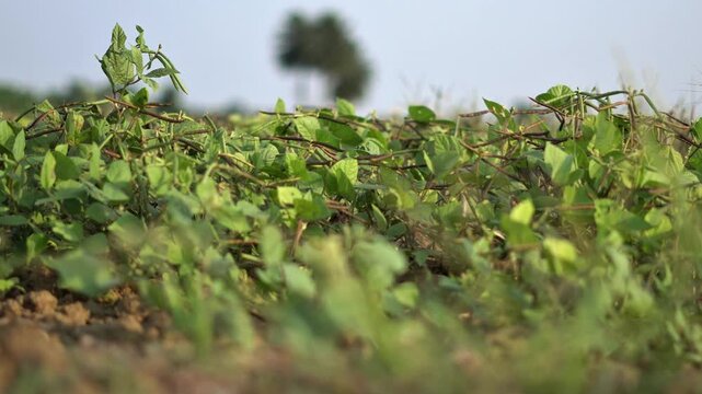 Mung Crop Growing in Soil Pulse Farming Concept. Green Gram Farming in Indian Rural Agricultural Land.  Green Gram Farming in India. Lentils Plants Farming. Moong Plant Close Up.
