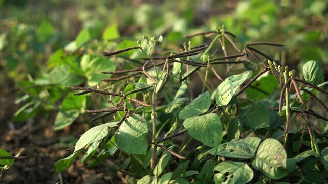 Mung Bean Plant Farming in India. Green Gram Crop Growing in Soil Organic Farming.  Moong Dal Plant Growing. Indian Agriculture Field With Lentils Plants. Indian Farming Field.