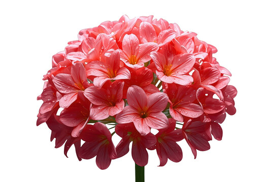 Blooming pink clivia flowers with water drops on petals, showcasing delicate spring and summer botanical beauty on transparent background