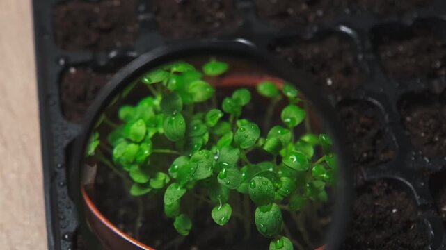 Close Up Green Seedlings Under Magnifier, Dewdrops On Tiny Leaves, Soil Cells Visible In Tray, Soft Studio