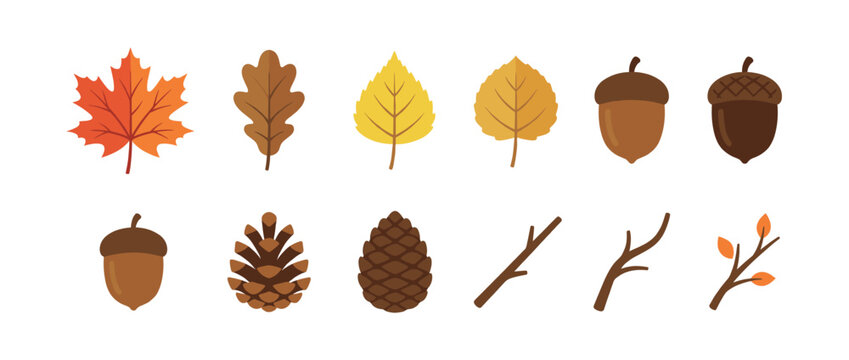 Autumn leaves, acorns, pinecones, and twigs vector illustration set depicting various natural elements of the fall season.