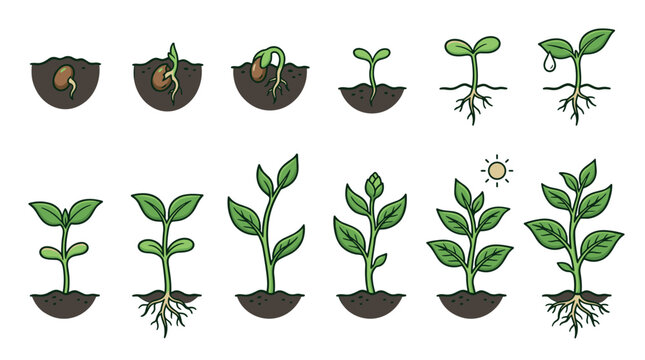 Plant growth stages from seed germination to a mature plant with leaves and roots, illustrating the full development cycle.