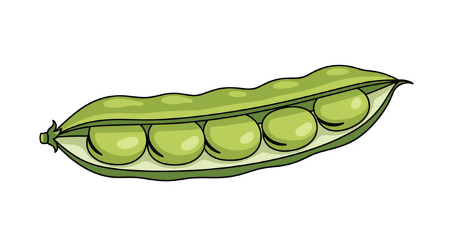 A vibrant green garden pea pod is partially opened to showcase five perfectly round and fresh peas against a stark and clean white background with subtle shading.