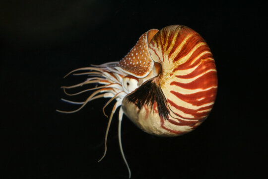 Nautilus Pompilius