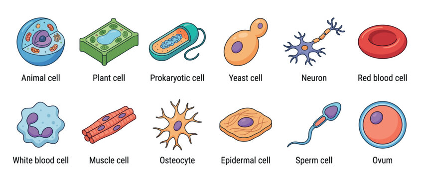 Collection of various biological cells including animal, plant, prokaryotic, yeast, neuron, blood, muscle, osteocyte, epidermal, sperm, and ovum cells for educational purposes.