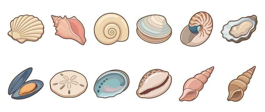 Various seashells, sand dollar, mussel, and oyster collection showcasing diverse marine life forms and ocean treasures.