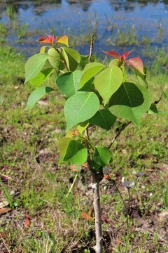 Triadica sebifera tree  at the pond in Florida nature