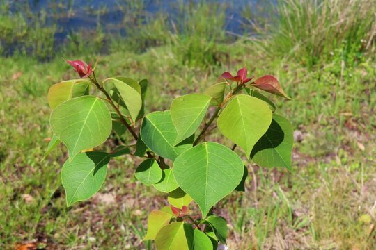 Triadica sebifera plant at the pond in Florida nature