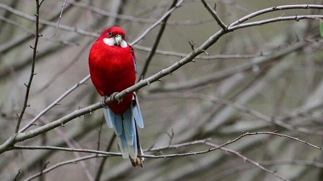 Crimson rosella (Platycercus elegans) perched on a branch in its natural habitat. Wildlife footage capturing vibrant colors and calm behavior of an exotic parrot in outdoor environment.