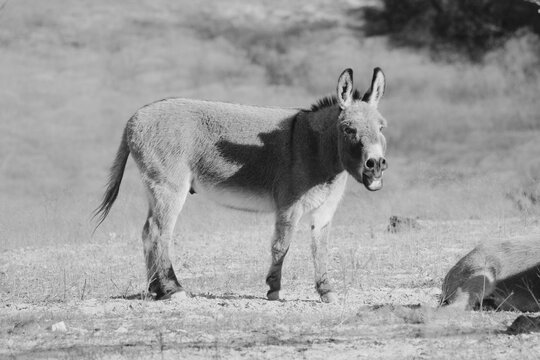 Mini donkey in black and white closeup, braying while standing in Texas farm pasture.