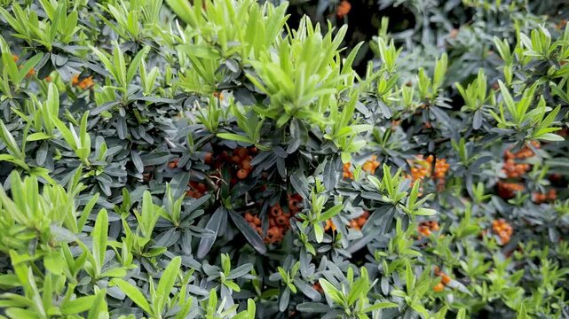 Pyracantha (Firethorn) with Orange Berries, Lush Green Foliage in Garden, Subtle Motion, 4K