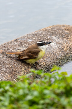 Great Kiskadee (Pitangus sulphuratus) perched on concrete by a lake. Detail of vibrant Brazilian bird in profile with water and vegetation in the background under natural light.