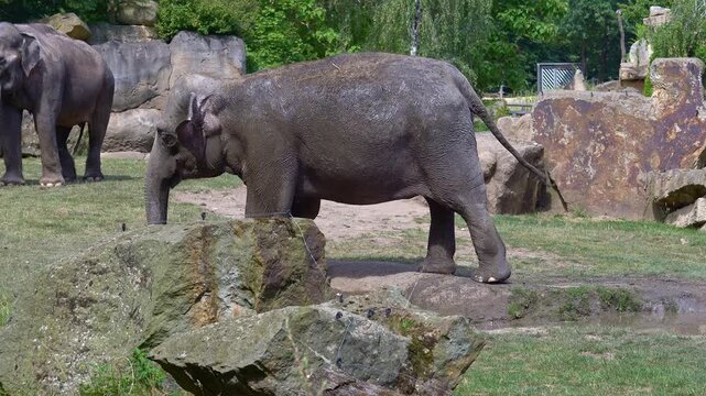 Observing elephants in the zoo on a hot summer day