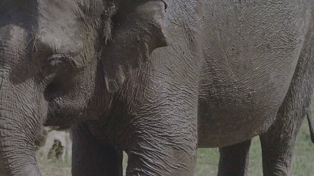 Observing elephants in the zoo on a hot summer day