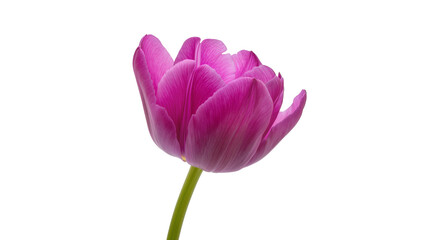 Obraz premium Vibrant pink tulip bloom with delicate petals, isolated on transparent background