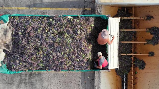 Industrial winemaking from above: Symmetrical view of workers discharging Bonarda grapes in Mendoza.