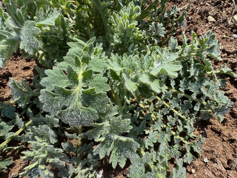 Glaucium flavum (yellow horned poppy) with silvery, hairy leaves covered in dew drops, growing in dry soil, showcasing its drought-resistant structure and distinctive textured foliage.