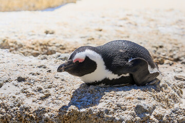 Fototapeta premium Penguins of South Africa in the rays of the sun.