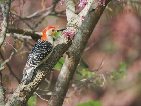 Red bellied woodpecker perched in eastern red bud tree in pink blooms on a bright spring day. 