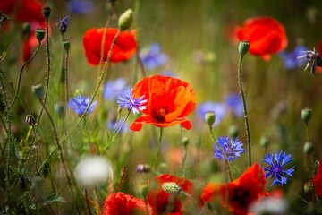 Fototapeta premium Spring Flowers Roadside Nature