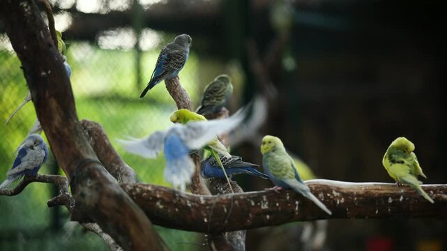 Colorful Parakeets Parrots Flying And Sitting On A Branch