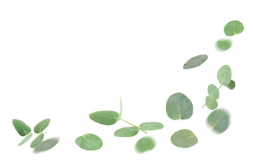 Green eucalyptus leaves falling on white background © New Africa