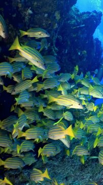 A diver slowly drifts among a vibrant school of yellow and silver Grunt fish near a coral reef in Cozumel, Mexico. The light dances as they move together in a stunning underwater display.