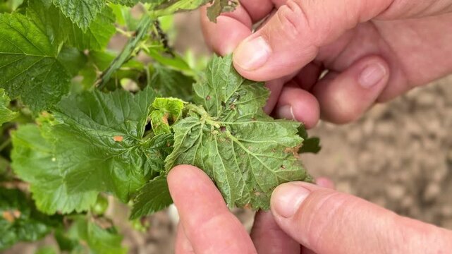 Closeup gardener hands inspecting currant leaf covered with small aphids and sticky honeydew, leaf curling and discoloration.