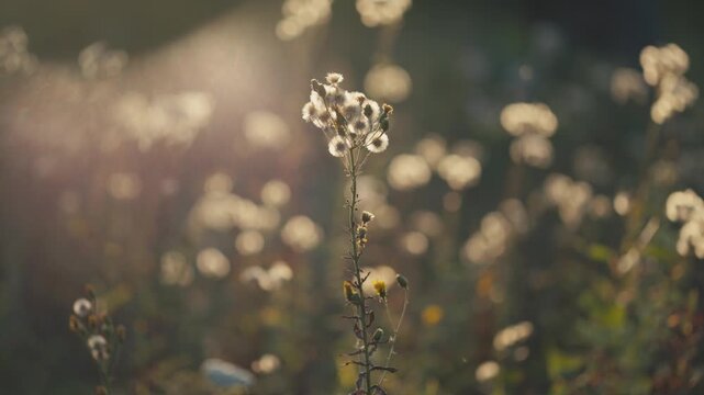 Close-up of a wild flower stem with fluffy seeds in a sunlit meadow. Soft golden hour backlighting creating a beautiful bokeh background and warm cinematic atmosphere in nature.