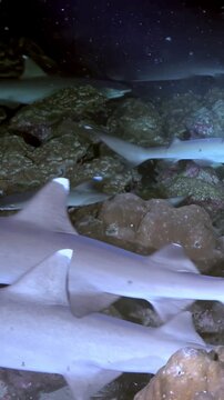 Encounter a mesmerizing congregation of whitetip reef sharks nestled amid rocky reefs off the coast of Costa Rica during an enchanting evening dive.