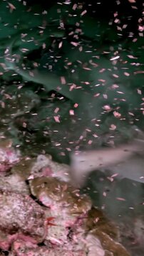 A plethora of whitetip reef sharks flutter and swim in the dark, sandy bottom waters of Costa Rica, hunting and feeding near a coral reef.
