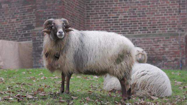 A majestic ram with large curved horns standing on a green lawn near a red brick building. Long-haired sheep in a rural farm setting. Domestic animal portrait in a rustic outdoor environment.