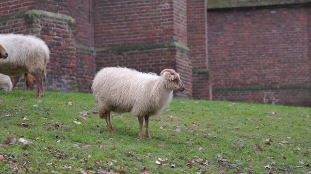 A young white sheep with small horns grazing on a green slope by an old red brick wall. Long-haired domestic ram in a rustic farm setting. Scenic rural landscape with livestock in autumn.