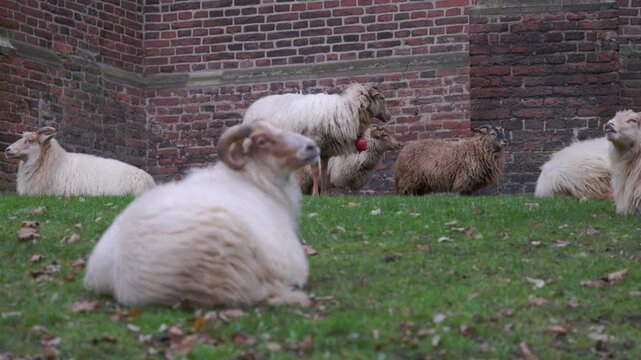 A flock of long-haired sheep and rams resting on a green lawn by an old red brick wall. Rural farm scene with domestic animals in a rustic outdoor setting. Traditional livestock farming.