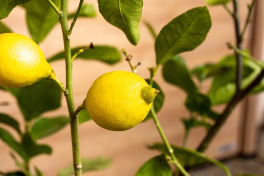 Zitronenfrucht an einem Zitronenstrauch mit mediterraner Atmosph&auml;re