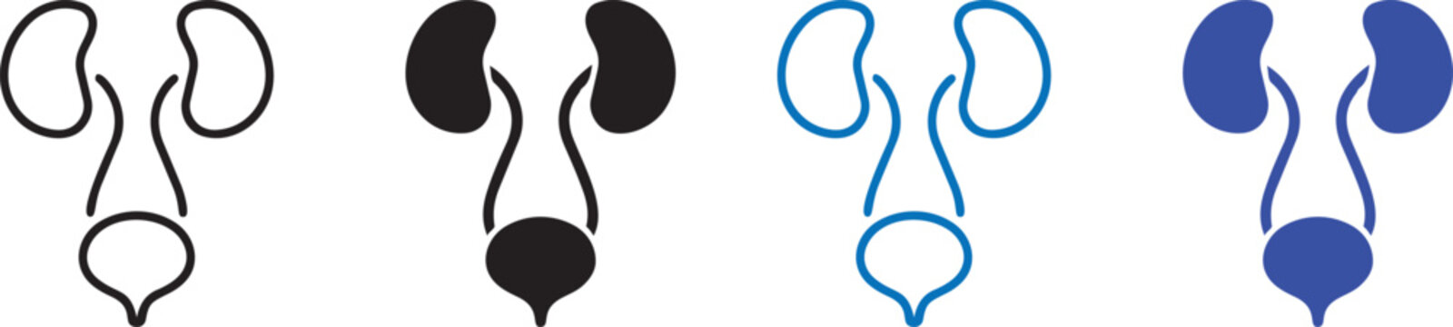 Urinary System Schematic: Detailed schematic of the human urinary system, showcasing the kidneys, ureters, bladder, and urethra in a clear and informative visual