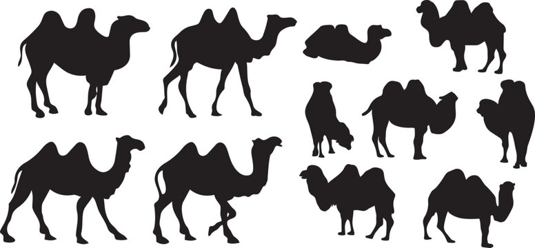 Camels Silhouette Collection 