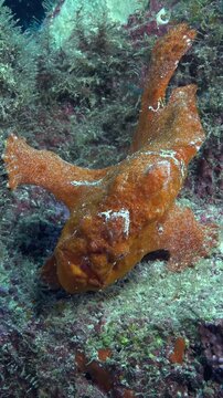 A vibrant orange frogfish rests upon the reef, blending seamlessly with its habitat in the turquoise waters. Captured during daylight in the warm, clear waters of Costa Rica.
