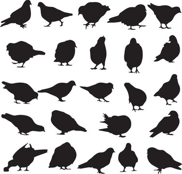 Pigeon Silhouettes: A collection of various silhouette of pigeons captured in different poses against a neutral backdrop, offering a unique perspective on these familiar birds.